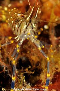 Shrimp (nordic) by Henrik Gram Rasmussen 